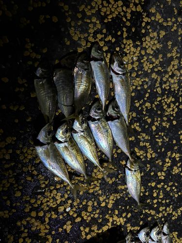 マアジの釣果