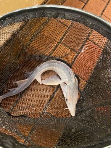 チョウザメの釣果