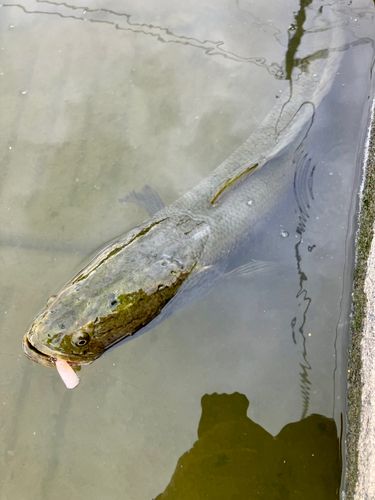 ライギョの釣果