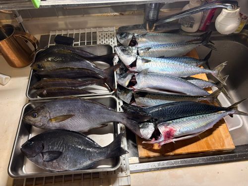 サバの釣果