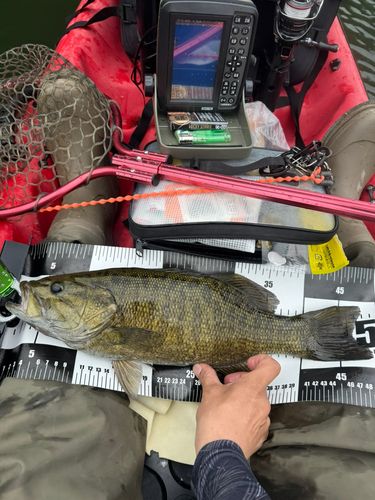 スモールマウスバスの釣果