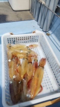 マルイカの釣果