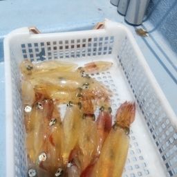 マルイカ