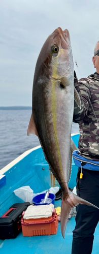 カンパチの釣果