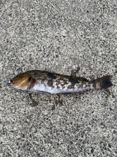 アイナメの釣果