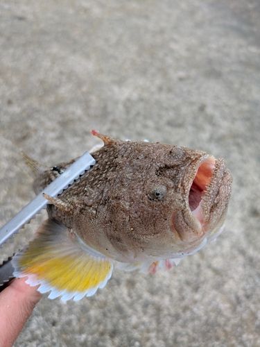 ミシマオコゼの釣果
