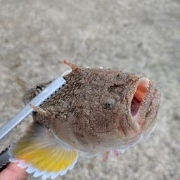ミシマオコゼ