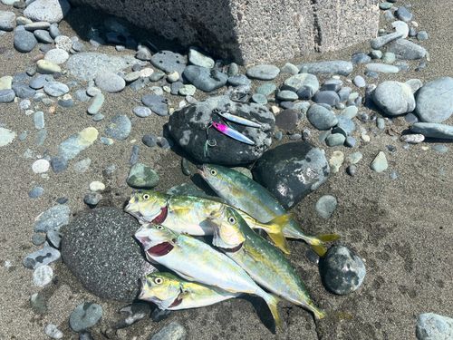 ワカシの釣果