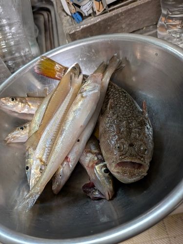 シロギスの釣果