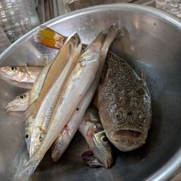 シロギス