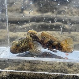 クモハゼ