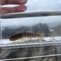 アゴハゼ