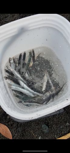 カタクチイワシの釣果