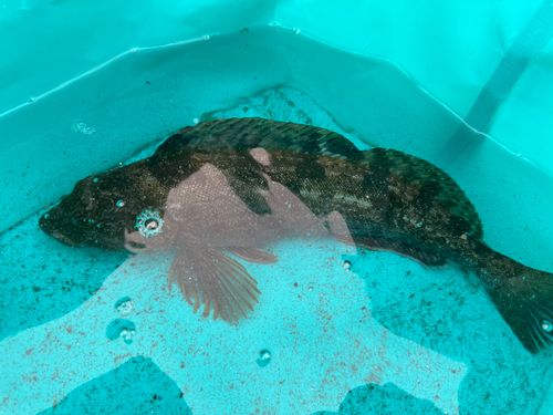 アイナメの釣果