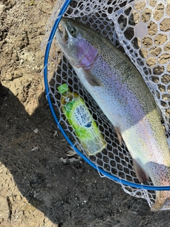 トラウトの釣果