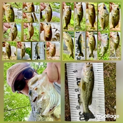 ラージマウスバスの釣果