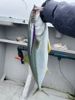 ヒラマサの釣果