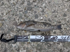 アイナメの釣果