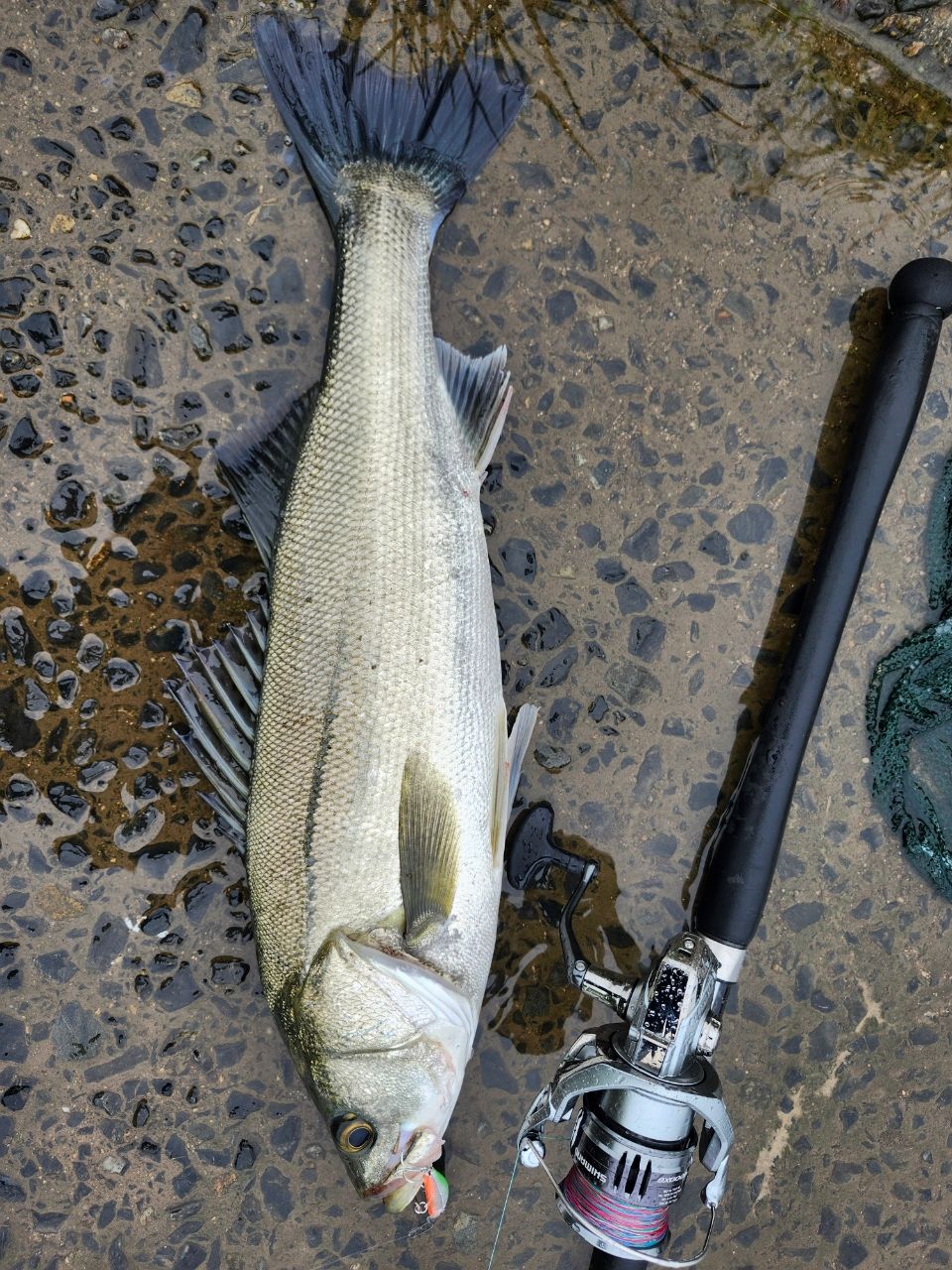 セイゴ（マルスズキ）