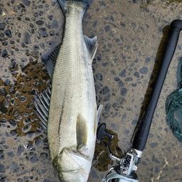 セイゴ（マルスズキ）