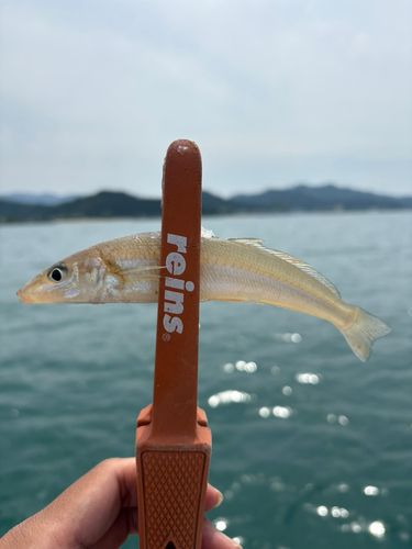 シロギスの釣果
