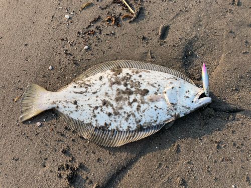 ヒラメの釣果