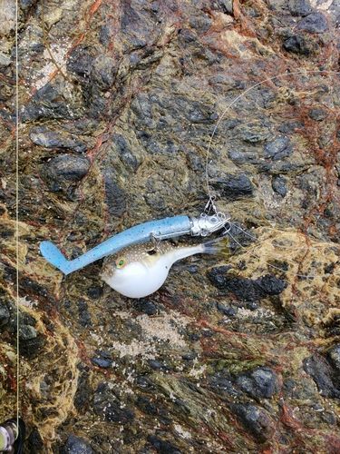 クサフグの釣果