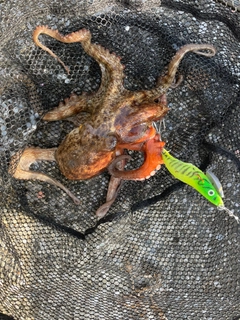 タコの釣果