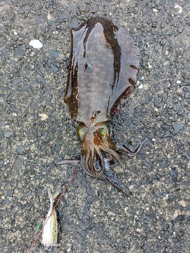 アオリイカの釣果