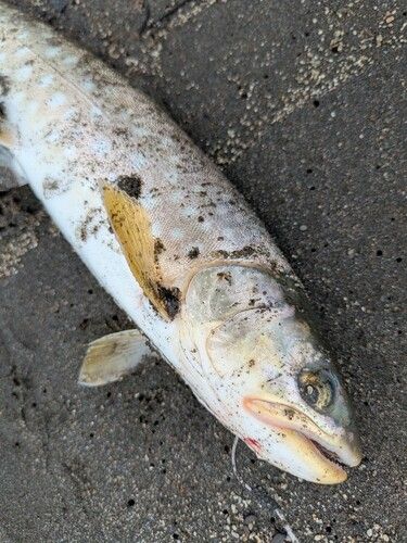 アメマスの釣果