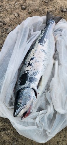 サクラマスの釣果