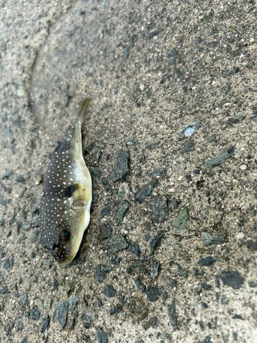 クサフグの釣果