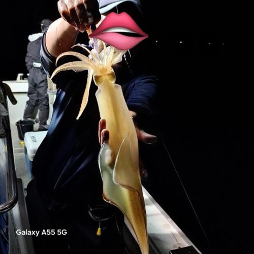 ヤリイカの釣果