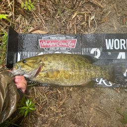 スモールマウスバス