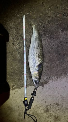 ボラの釣果