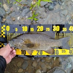 スモールマウスバス