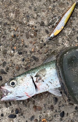 サバの釣果