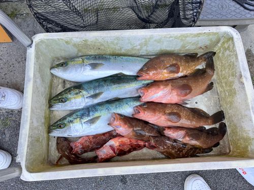 ハマチ