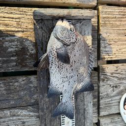 イシガキイシダイ