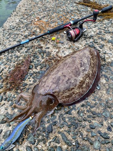 モンゴウイカの釣果