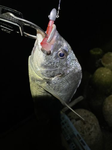 キビレの釣果