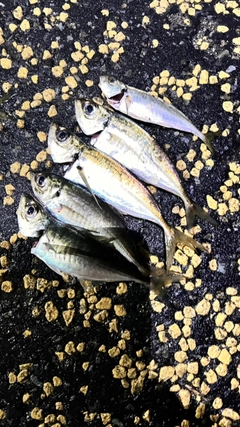 マアジの釣果