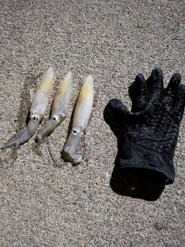 マメイカの釣果