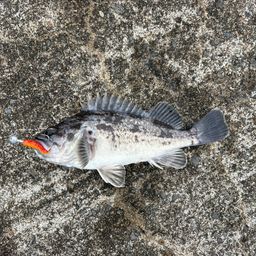 クロソイ