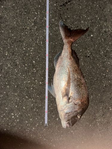 タイの釣果