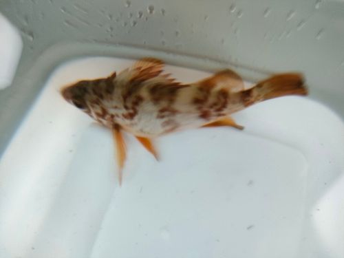 メバルの釣果