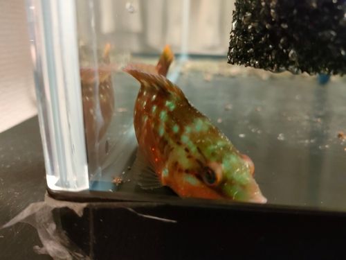 釣果