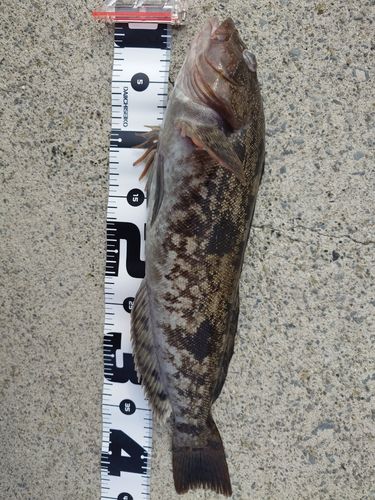 アイナメの釣果