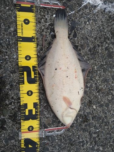 クロガレイの釣果