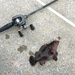 オウゴンムラソイ